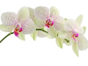 orchidée, la fleur de la pureté idéal pour les mariages